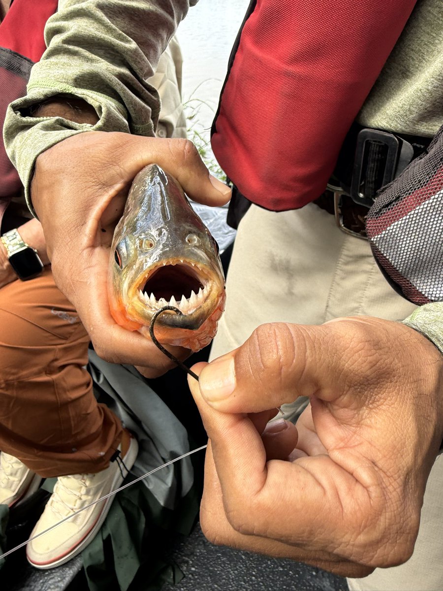 Johnny Moline 🐊 🌴🦩🦎 tweet media