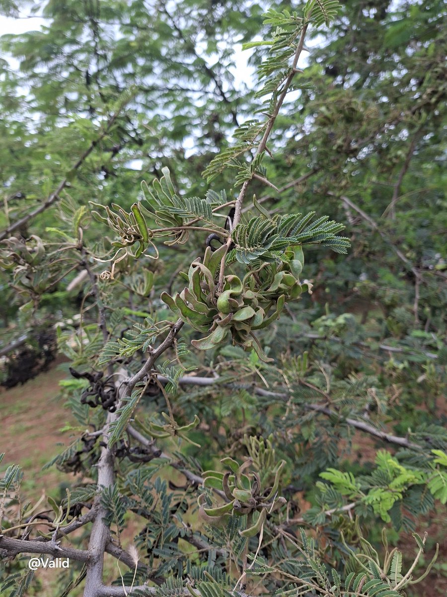 A daily dose of a new tree. 
 Dichrostachys cinerea.
Common name: The sicklebush.
Family: Fabaceae. 
📌 Namanga,Kenya.