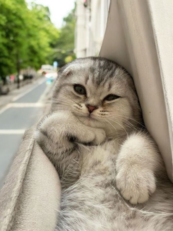 CuteKittensX tweet media