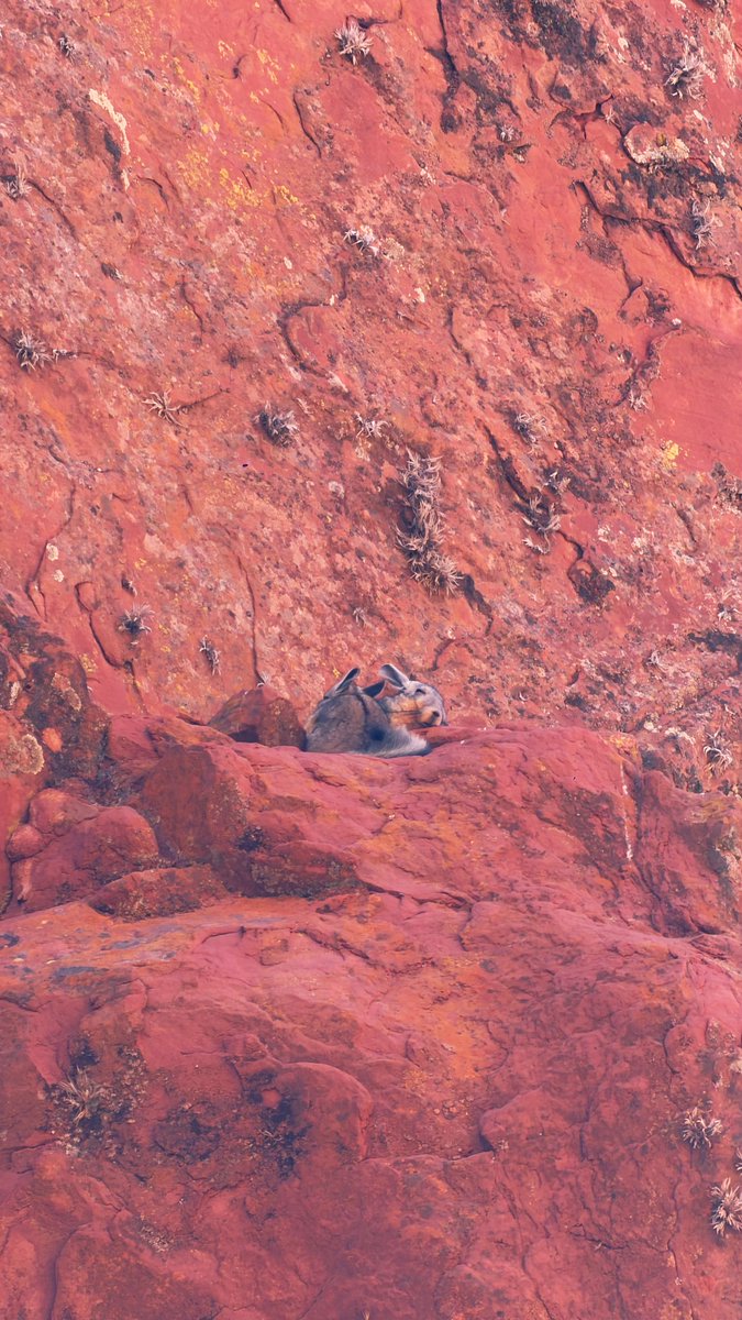 принцесса сиеста tweet media