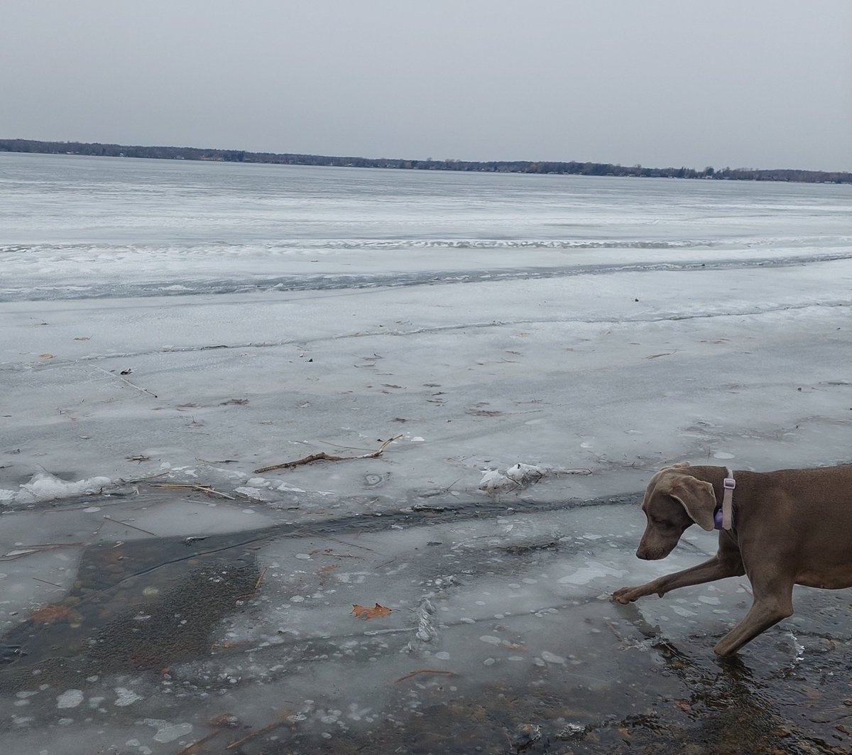 Liadain Weimaraners tweet media
