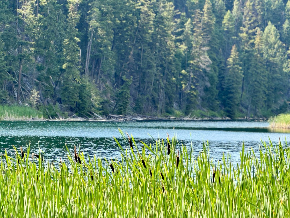 ☕️ልጠልክ امن ਅਮਨ 🍷🐾11:11 ✨ tweet media