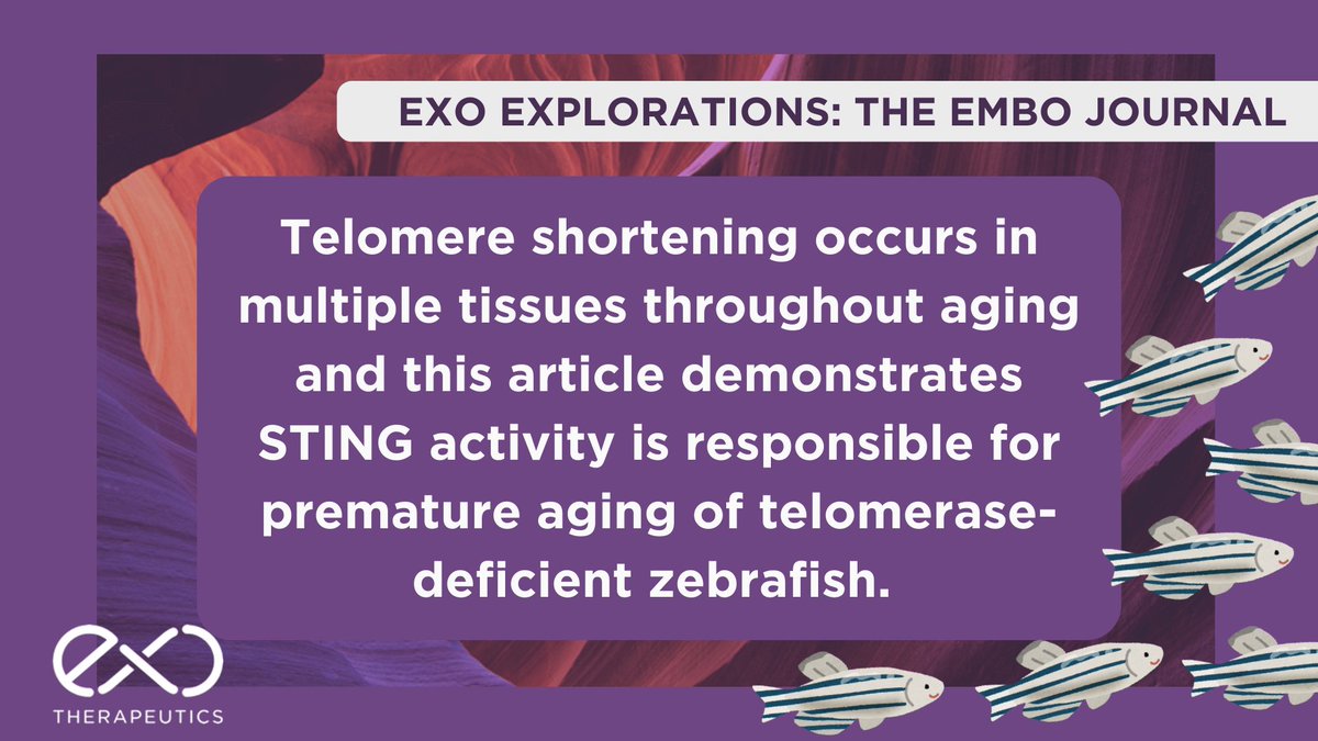 ExoTherapeutics's tweet photo. Research in The EMBO Journal reveals that the cGAS-STING immune pathway drives premature aging caused by telomere shortening -- not just the short telomeres themselves.

Learn more: https://t.co/6JB0qyV7UX https://t.co/OrcX7bs6ZP