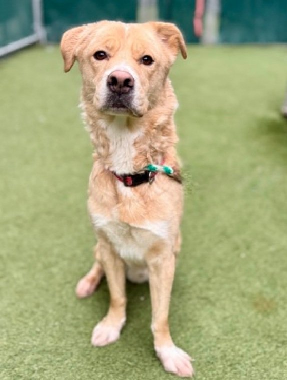 Morgan Fairchild's Dogs tweet media