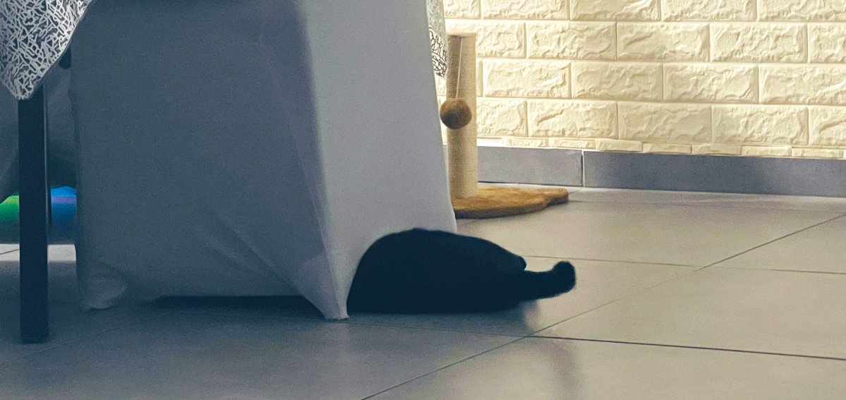 DaViD B ☀️🐈‍⬛ tweet media