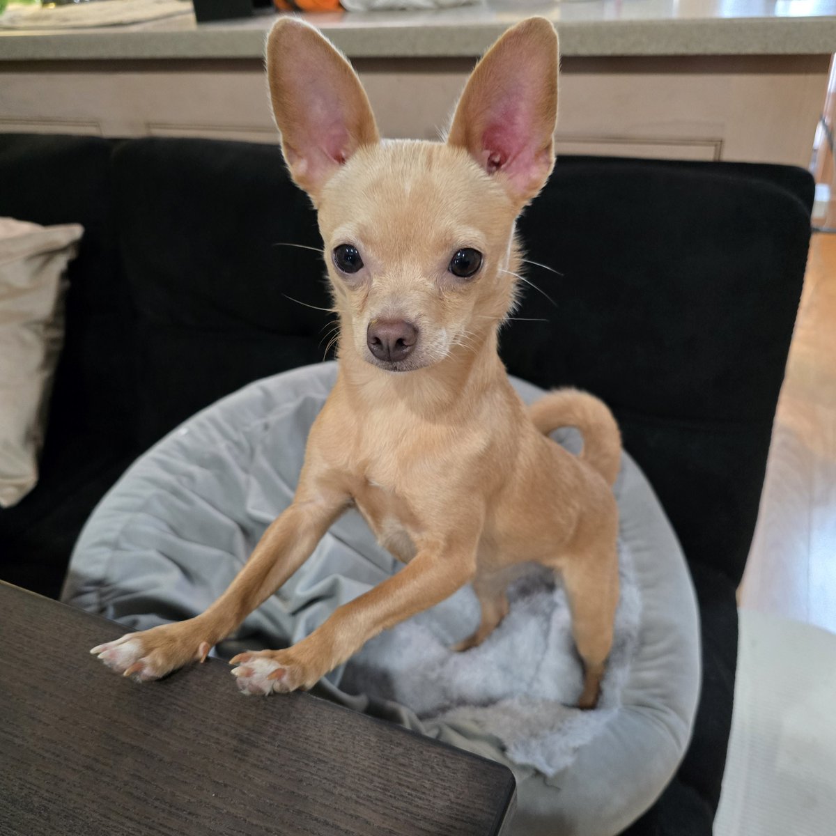 female jays fan 🇨🇦 tweet media