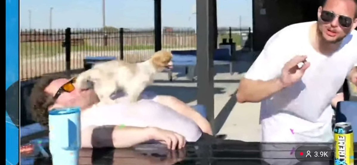 Lolcow Live 🐮 tweet media