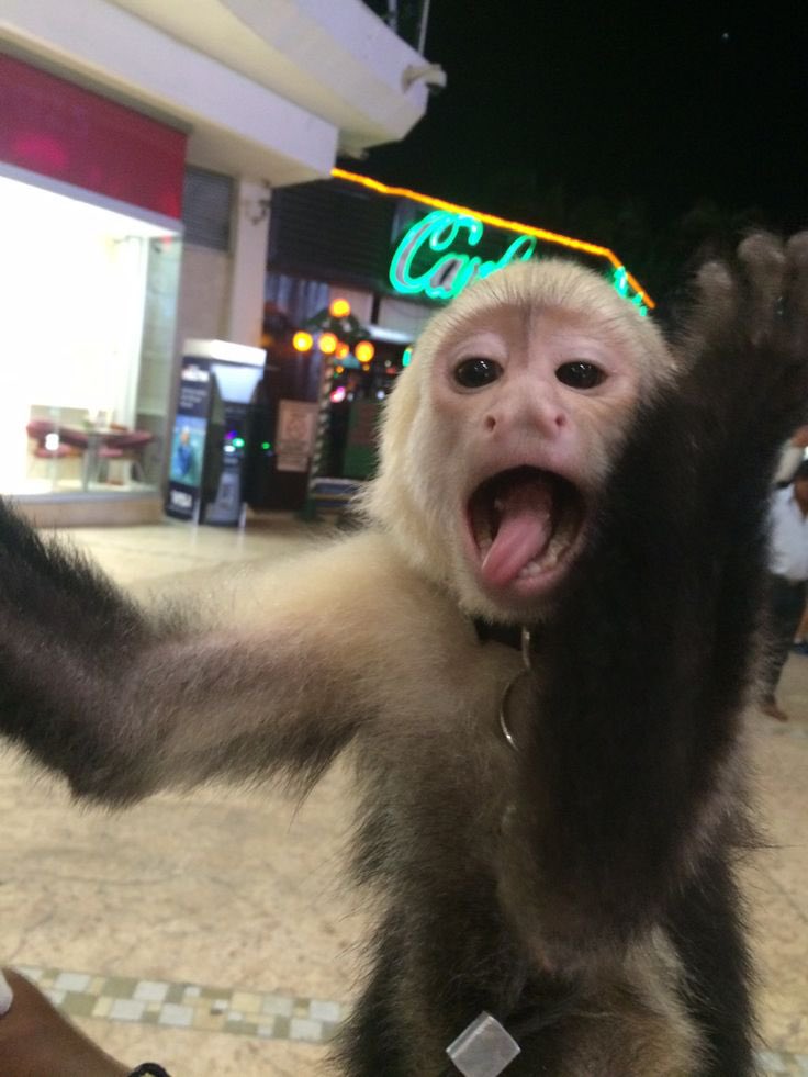 Out Of Context Monkeys tweet media