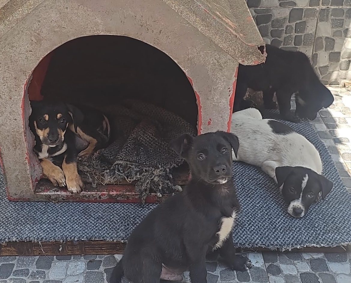 Firulais a salvo tweet media