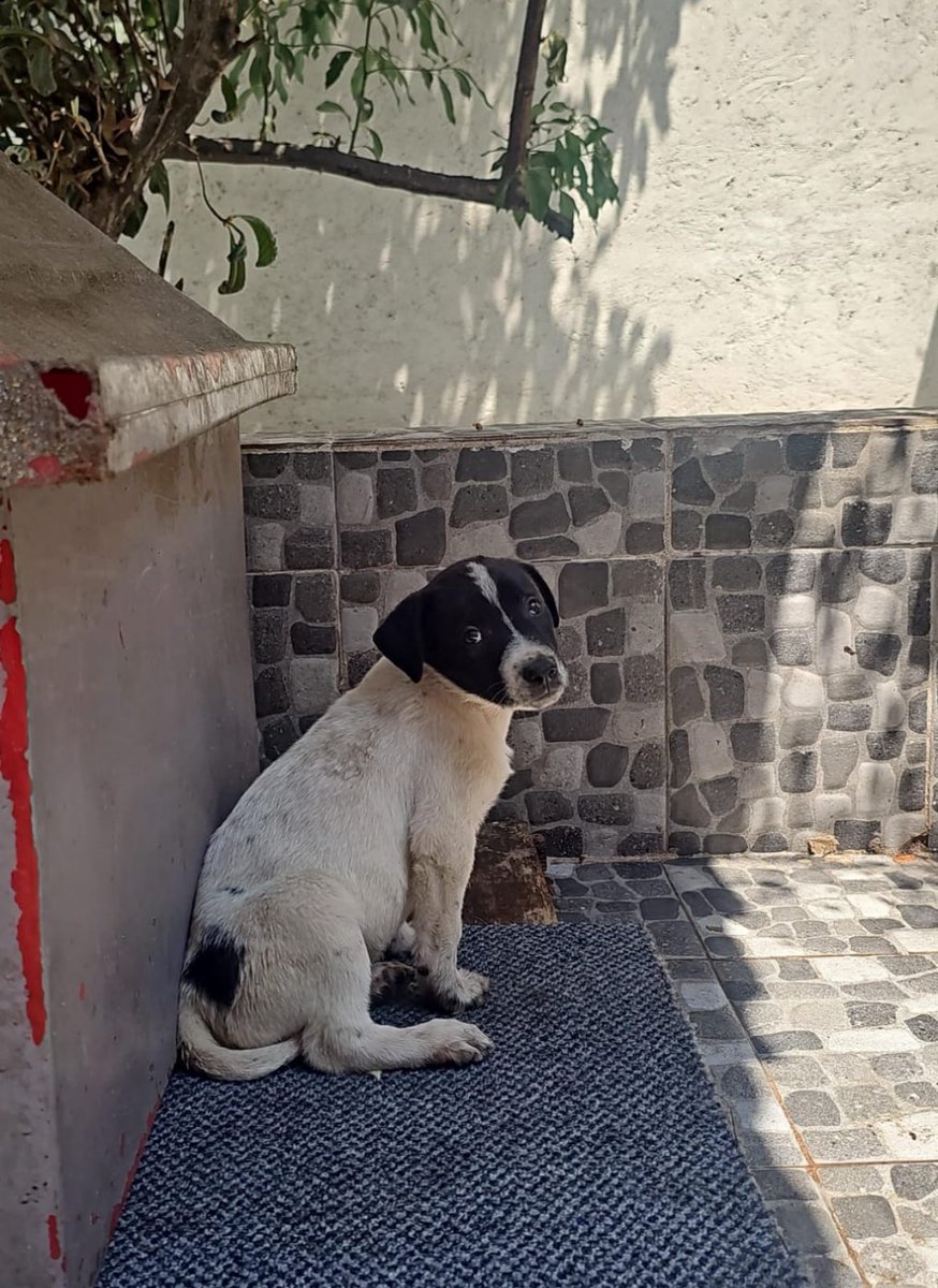 Firulais a salvo tweet media