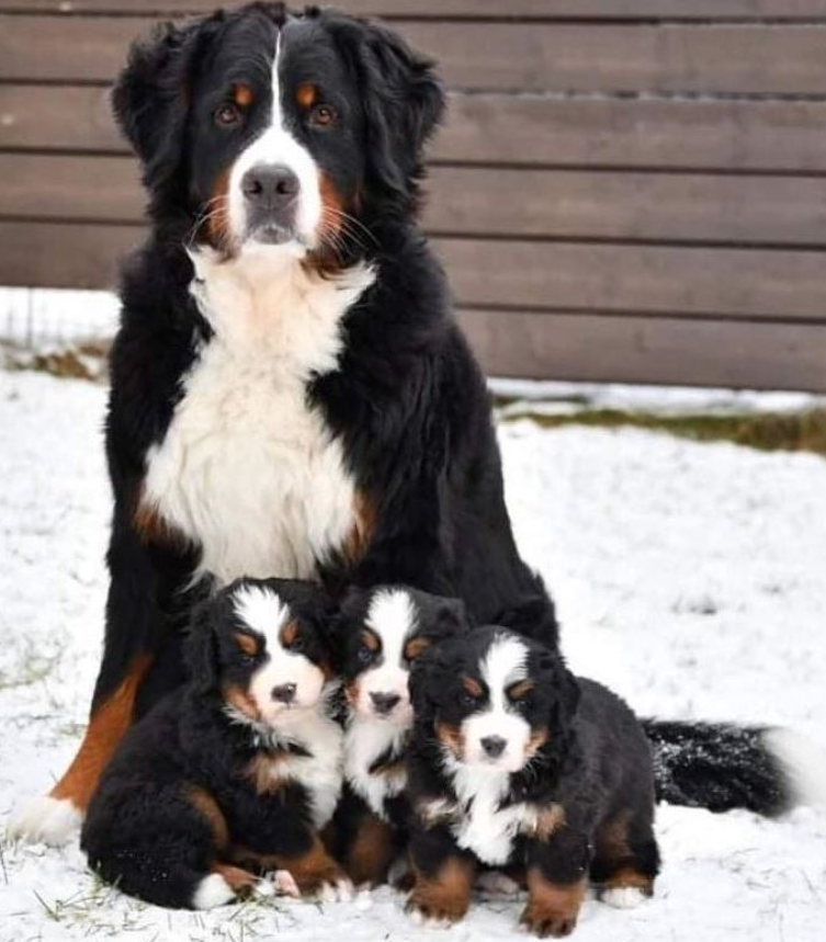 Tweets of Dogs tweet media