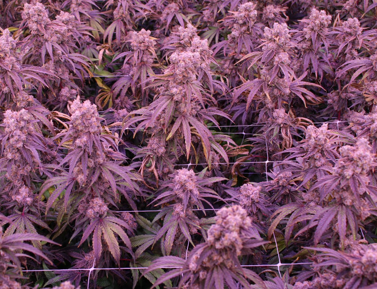 The Victoria Cannabis Company tweet media