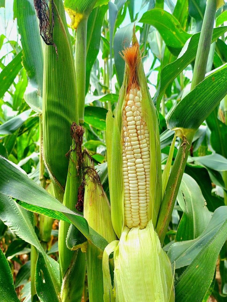 RightCohen's tweet photo. The profitability of maize farming does not just come as a surprise! 
You have to plant a good-quality and suitable variety, practice good management like timely control of pests, and diseases and weeds to become successful. 

Like and Repost. 
*Follow me. 
#LetsFarmTogether https://t.co/Mgws0XhWz3