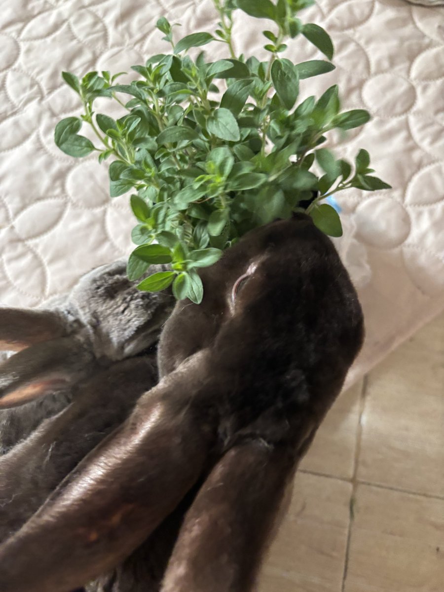 Nicolas Furias tweet media