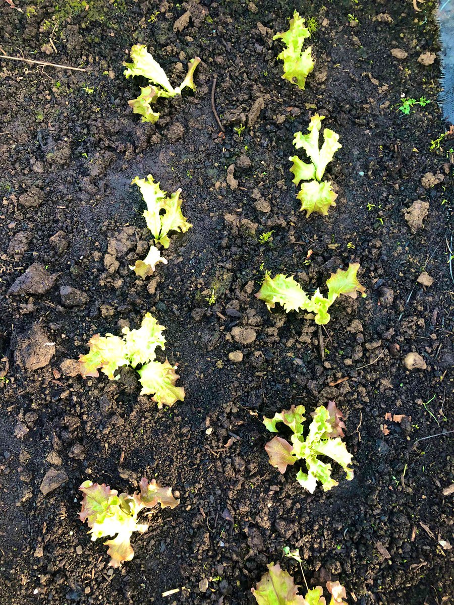 Trev Downey tweet media