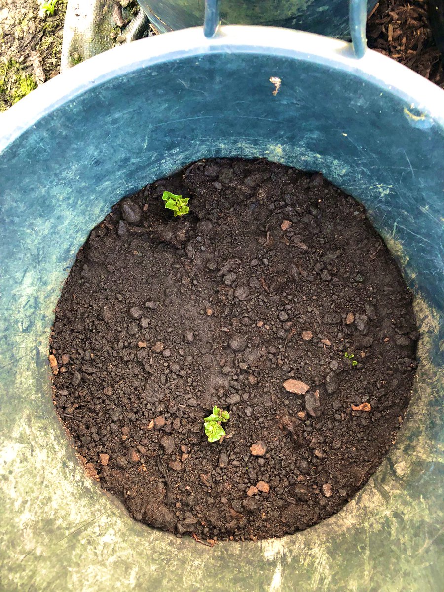 Trev Downey tweet media