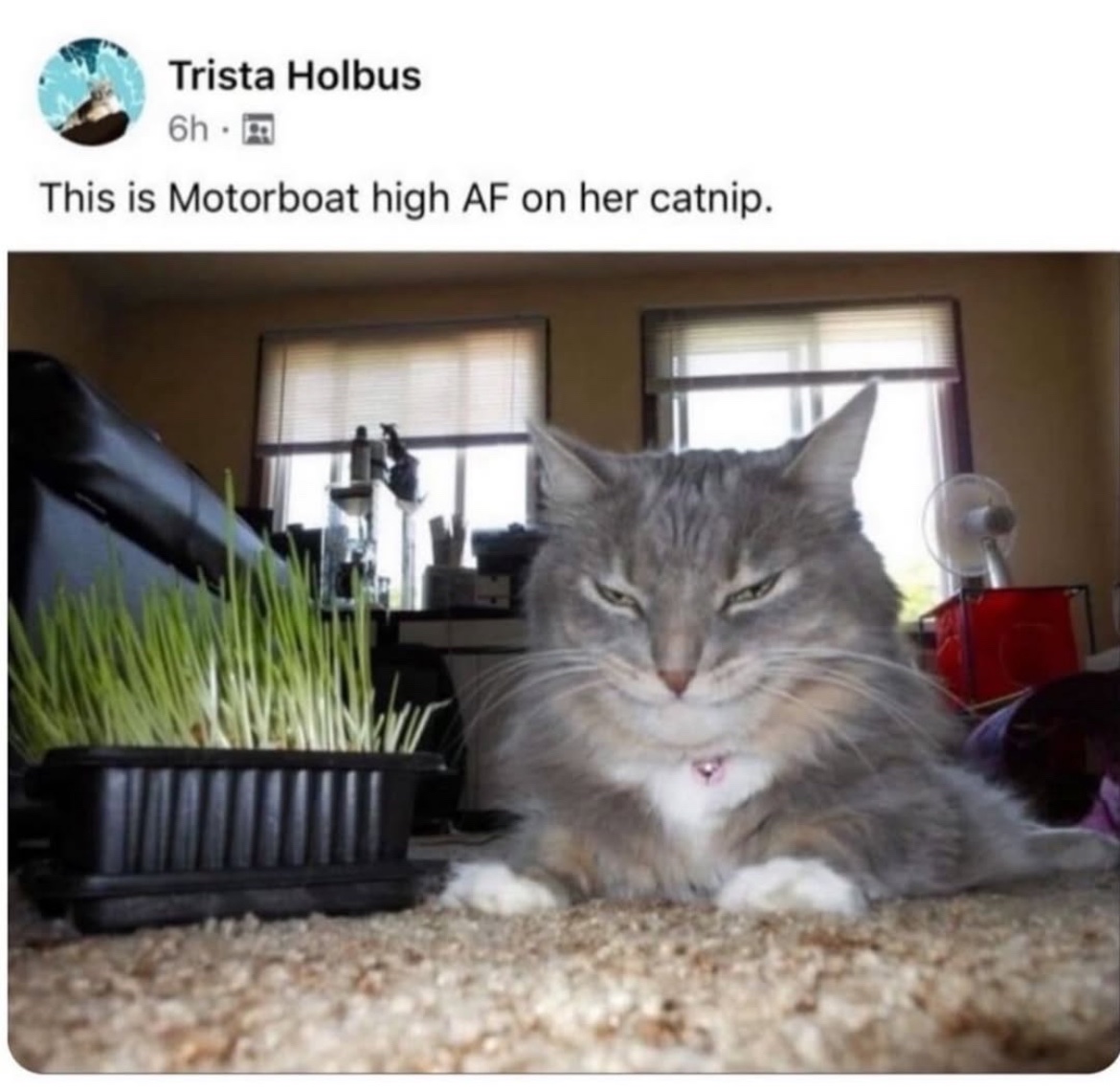 cats with powerful aura tweet media