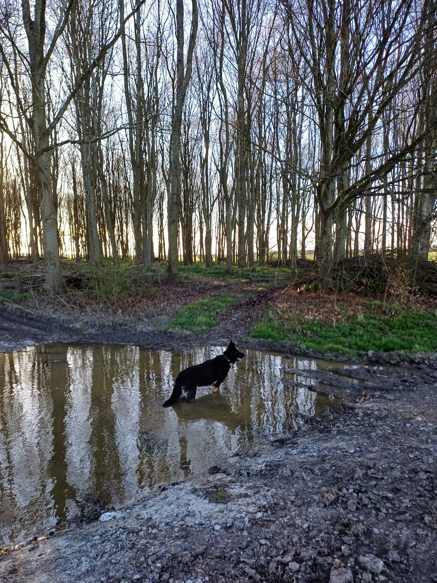 WAGs Retired Police Dogs tweet media