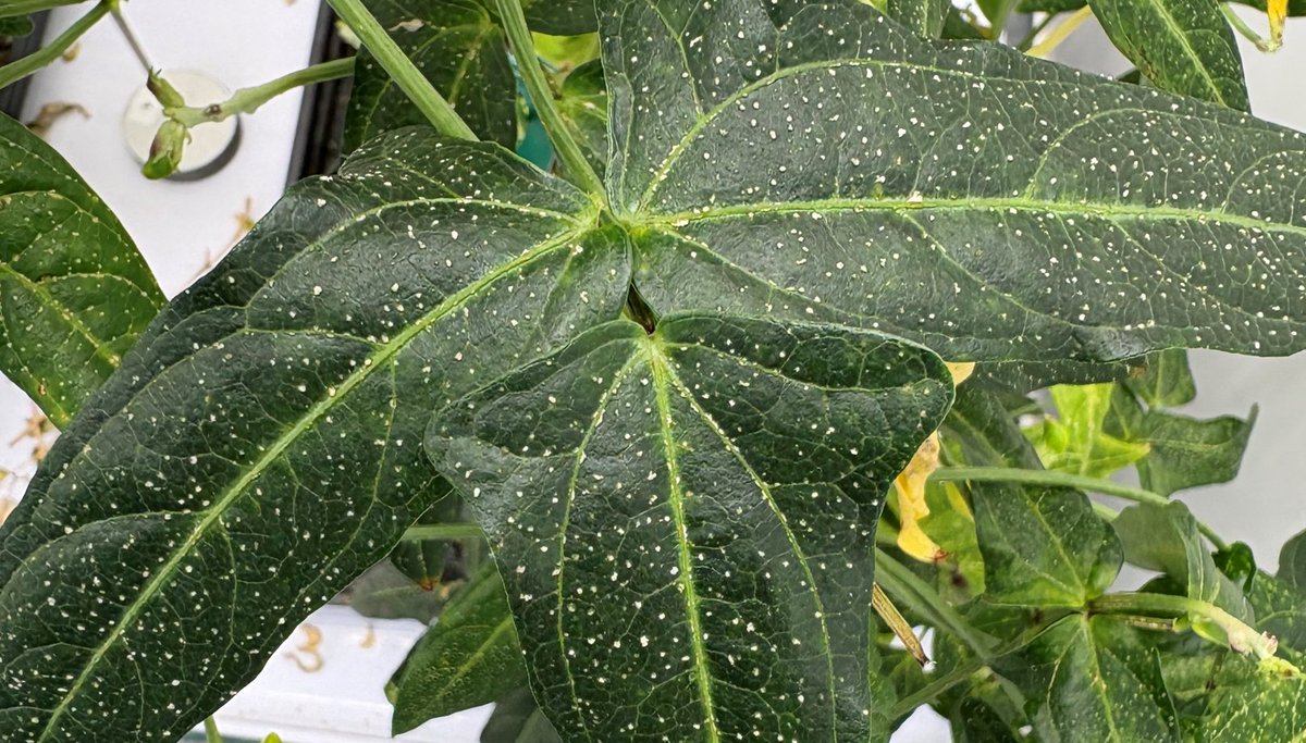 Sebastian Schornack tweet media