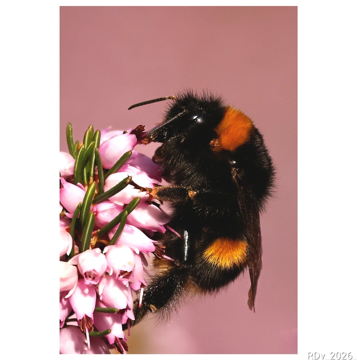 rosie_52's tweet image. Bee
Dublin

#bee #pollinator #pollination #wildlifephotography #wildlife #closeup #beauty #colourful #wildlifewednesday #nature