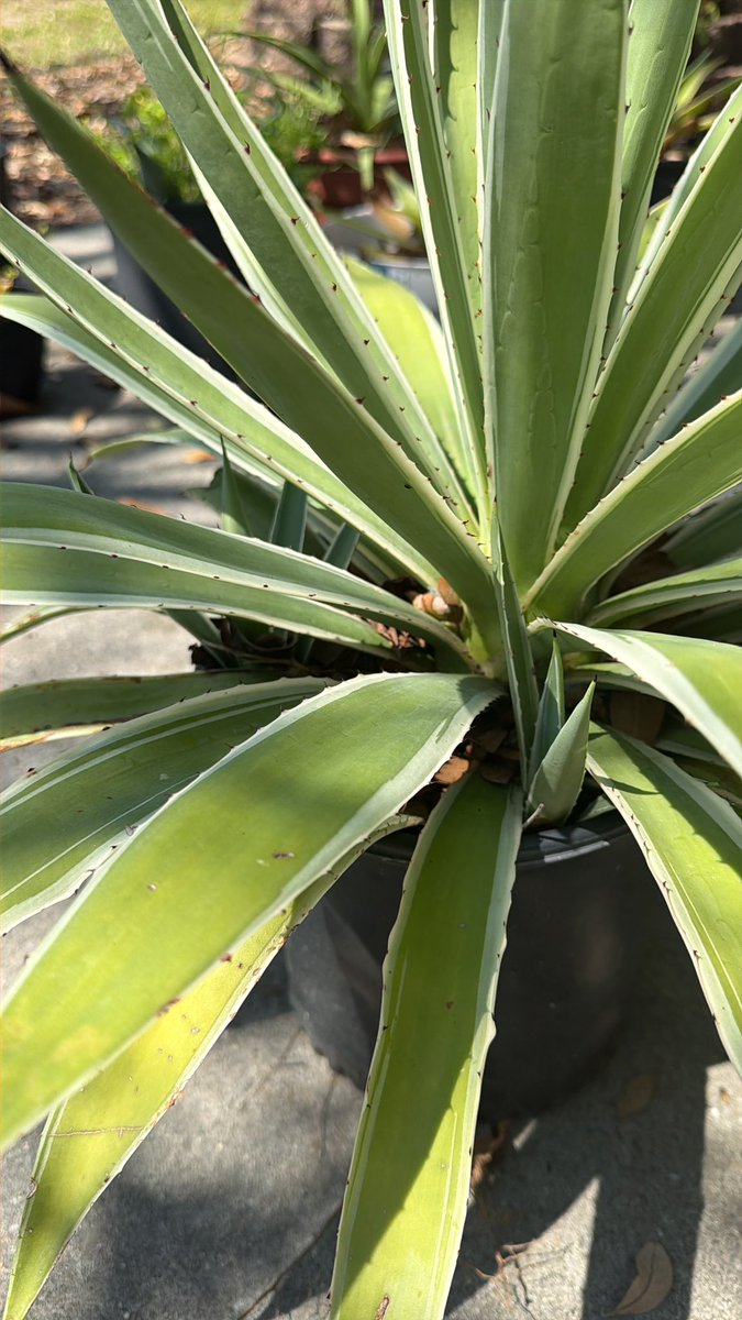 Yeast Beast tweet media