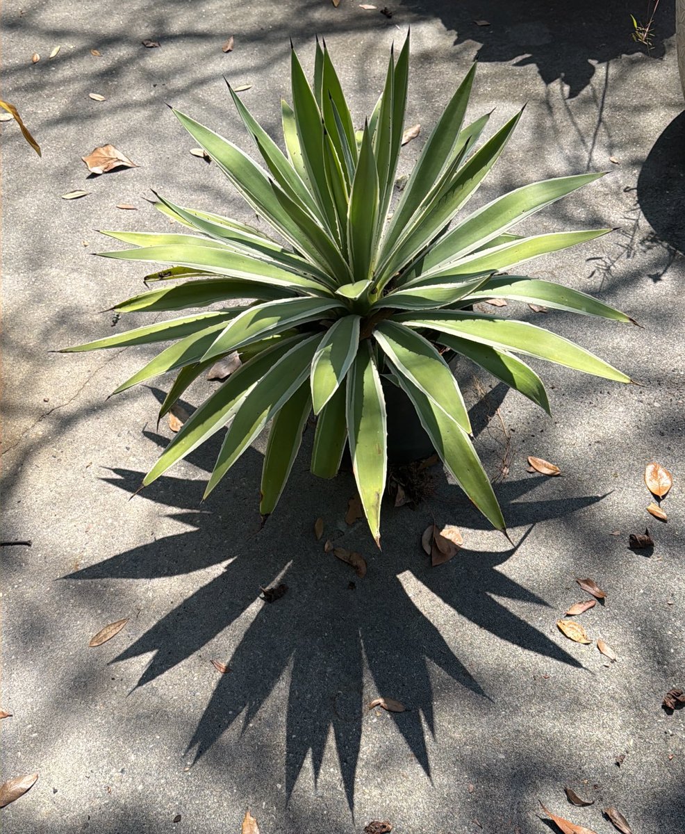 Yeast Beast tweet media