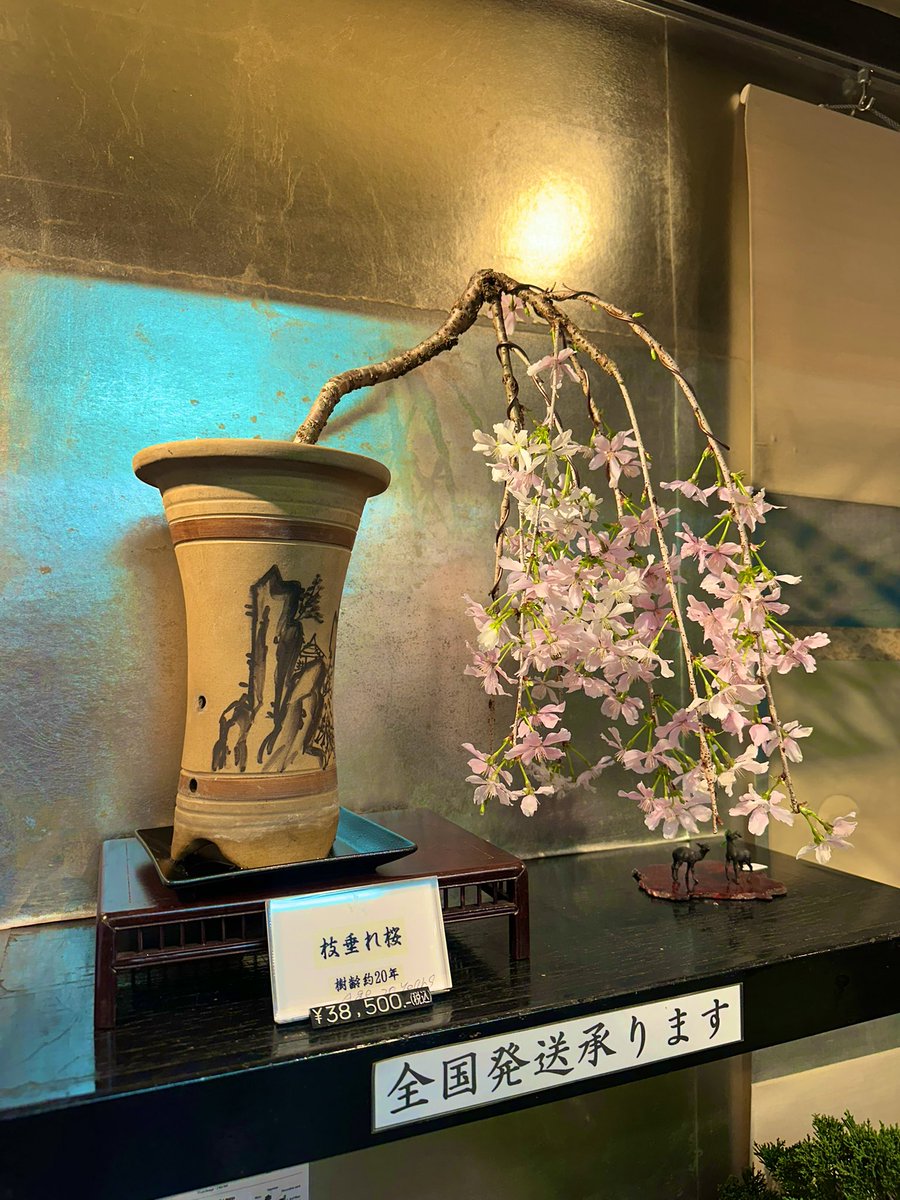 Thais Ribeiro tweet media