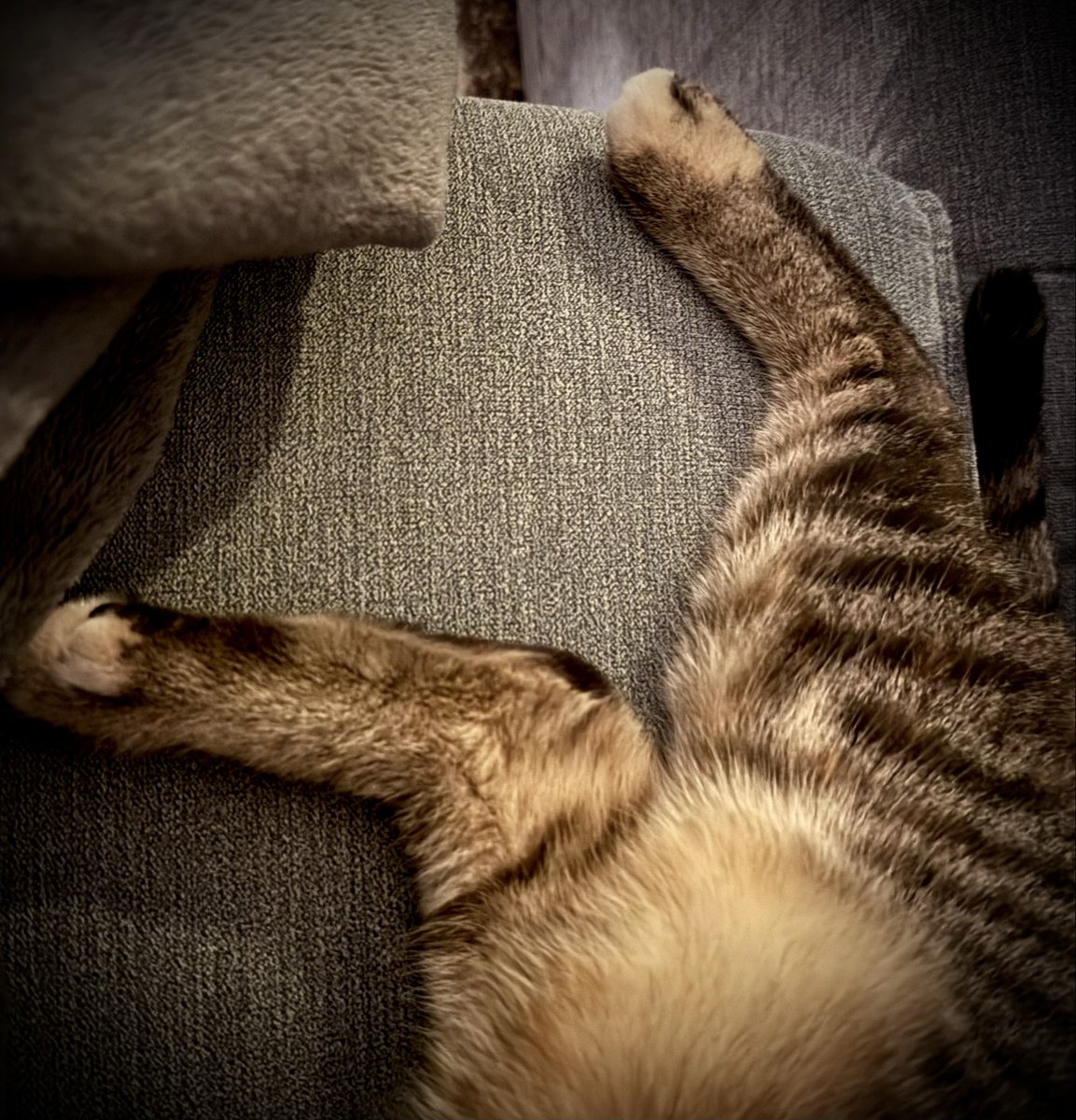 Spirelli79's tweet image. #gadse hängt ab und #schnurrt wie ein #Motor 🥰