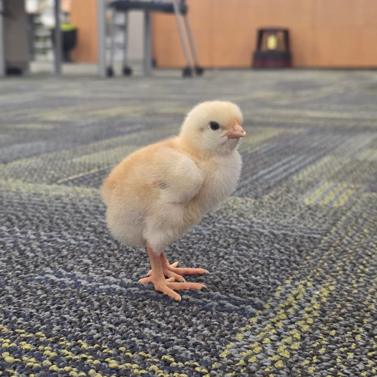 Prince William Public Library tweet media