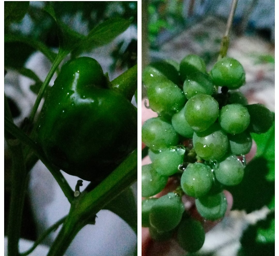 🕊️fie tweet media