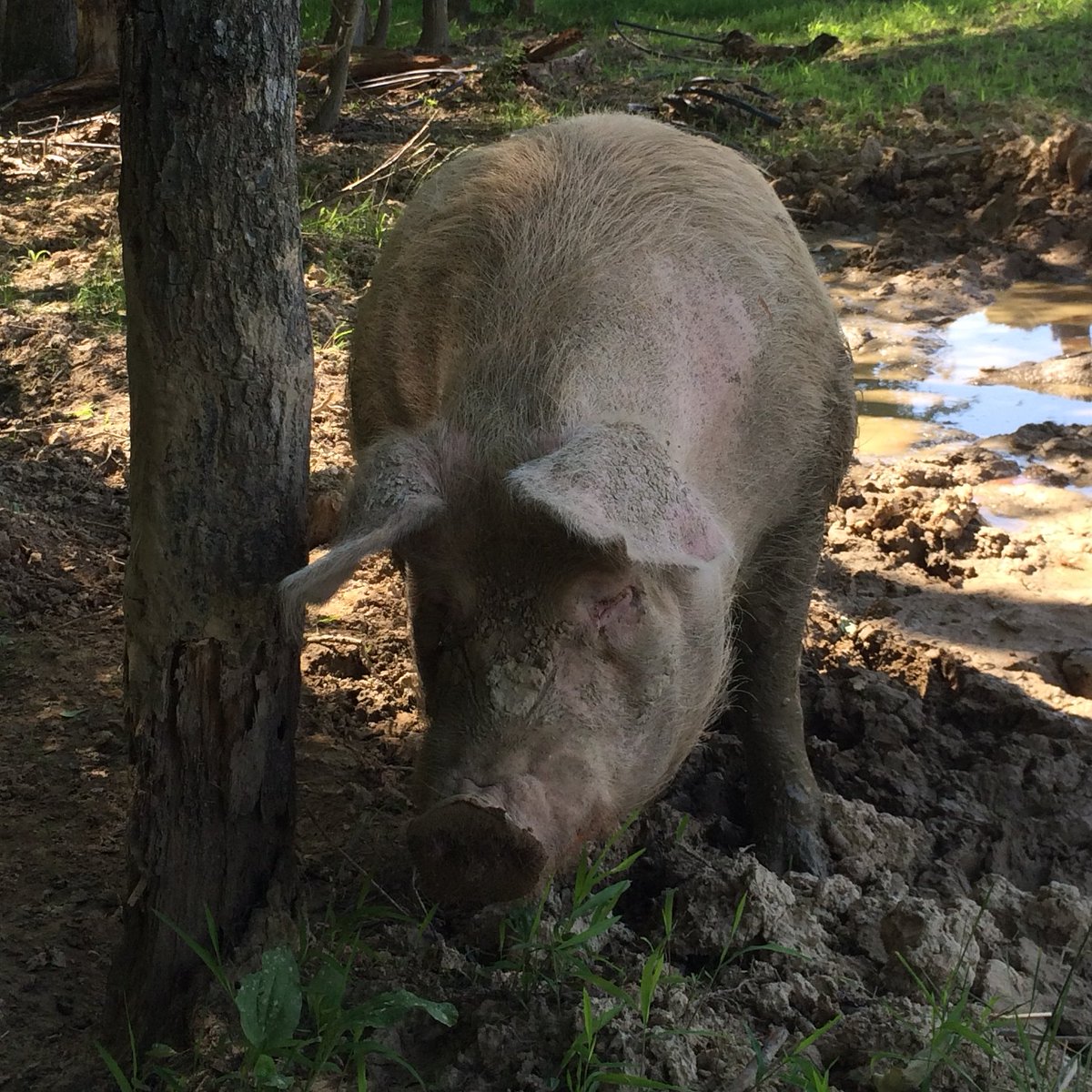 Lewis Bollard tweet media