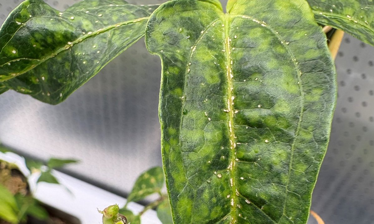 Sebastian Schornack tweet media