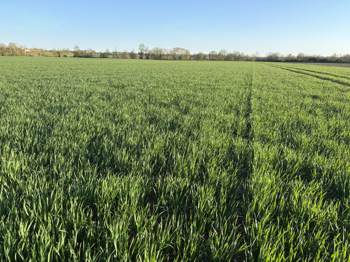 EmmanuelSagot's tweet image. Blé tendre #intensity
Semis debut novembre
C’etait inondé il y a quelques semaines. Bien reparti