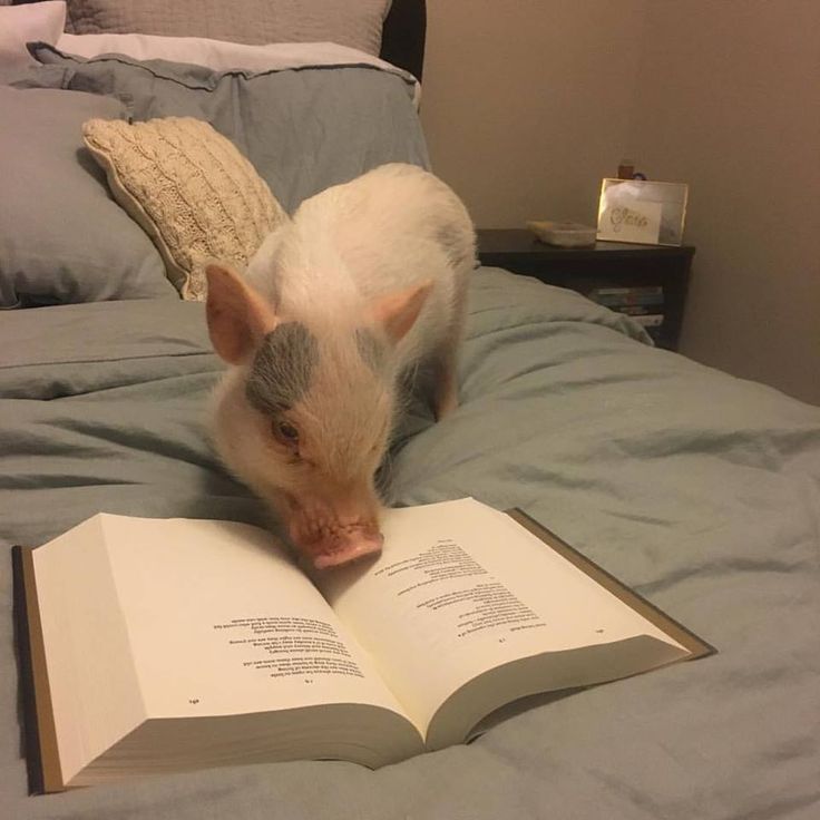 𝔏𝔞 𝔠𝔲𝔢𝔫𝔱𝔦𝔰𝔱𝔞 19 (semi retirados) tweet media