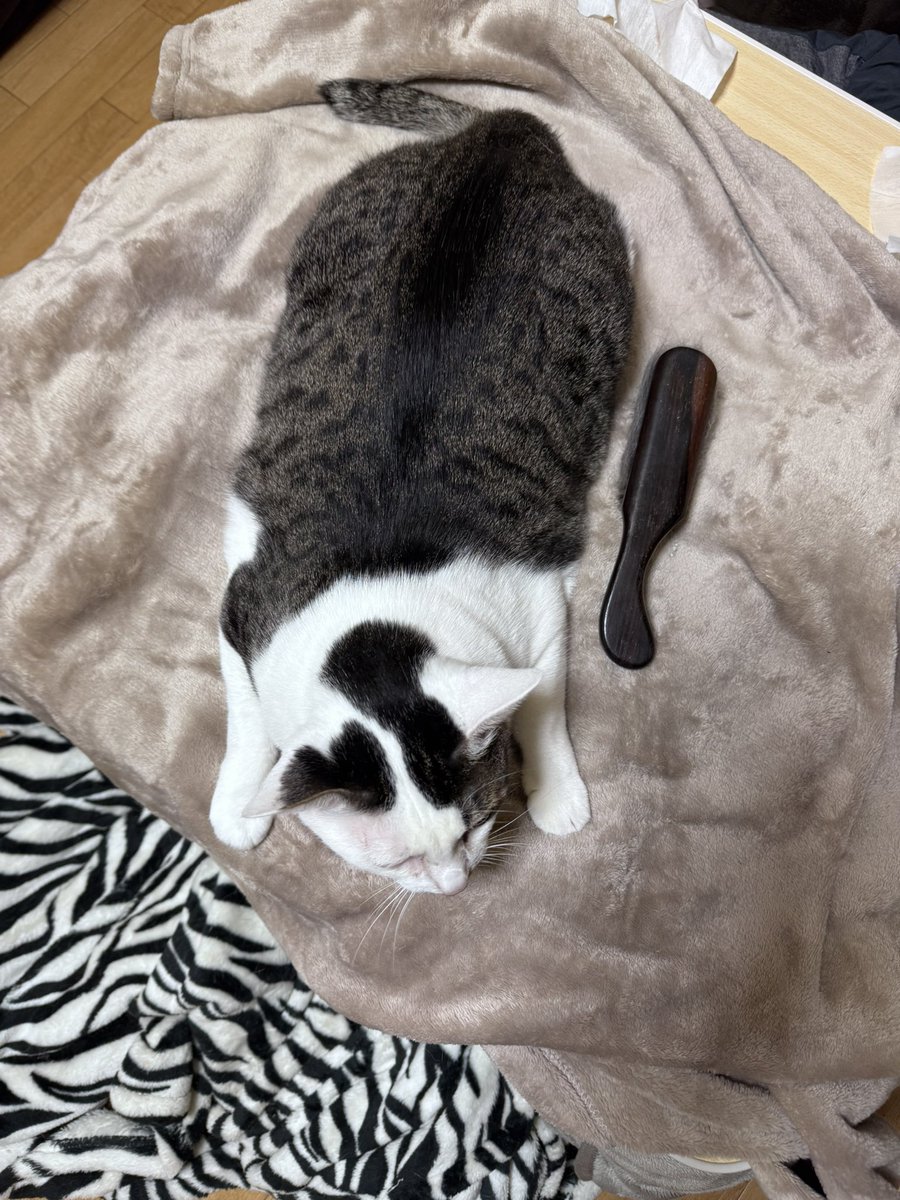 mamepupuson's tweet photo. やりたい仕事社員として内定もらったよどうするよ⁝(ᵒ̴̶̷᷄⌑ ᵒ̴̶̷᷅ )⁝✨️
休みが2ヶ月近くあるからもうまじでゲームに没頭して筋トレしてそんちゃんとの時間九割使うよーーーーー！！！！！！！
うおおおおおおーーー！！！！

あと少しでライブなのでお金もそちらに使います愛 https://t.co/wkgp9QSewx