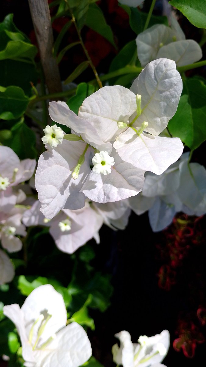 Lopezlaila1's tweet image. #Santa Rita #Buganvilla