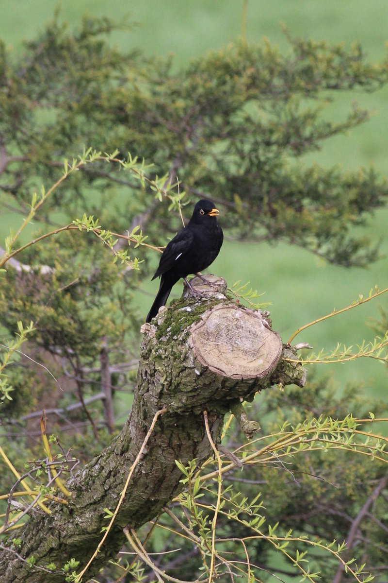 Boo’s Garden tweet media