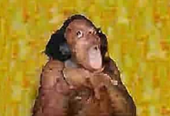 Give Me Ham tweet media