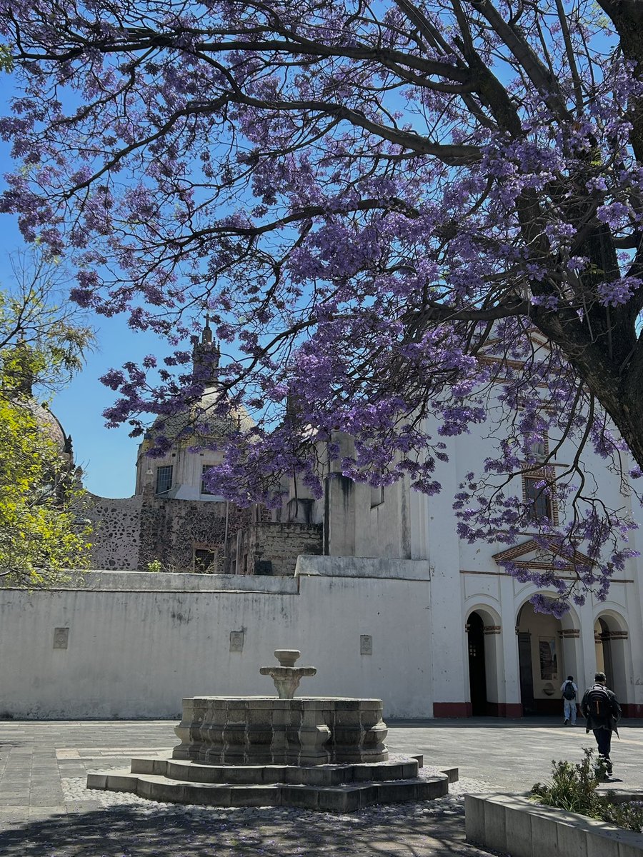 árboles que me hacen sentir que todo va a estar bien