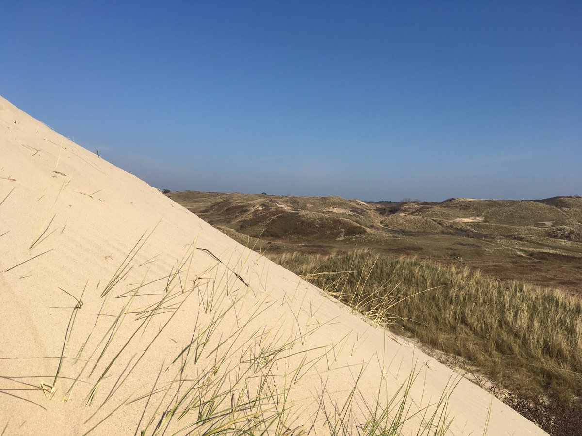 FLORA DUNENSIS tweet media