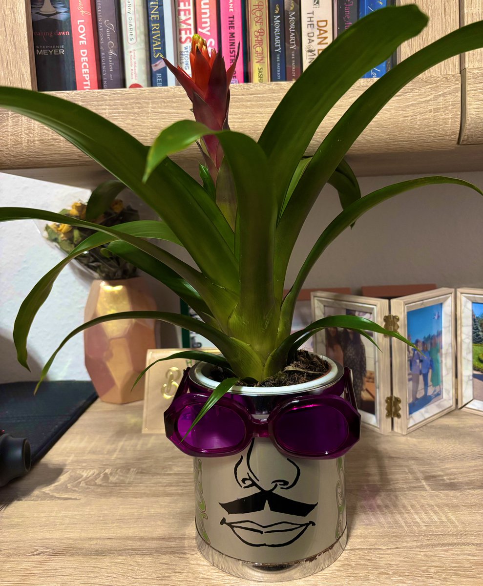 I bought the closest punk-y plant I could find for my most recent “sure, I’ll buy this, what the heck” thrifted item and now it’s the coolest thing in my apartment lol