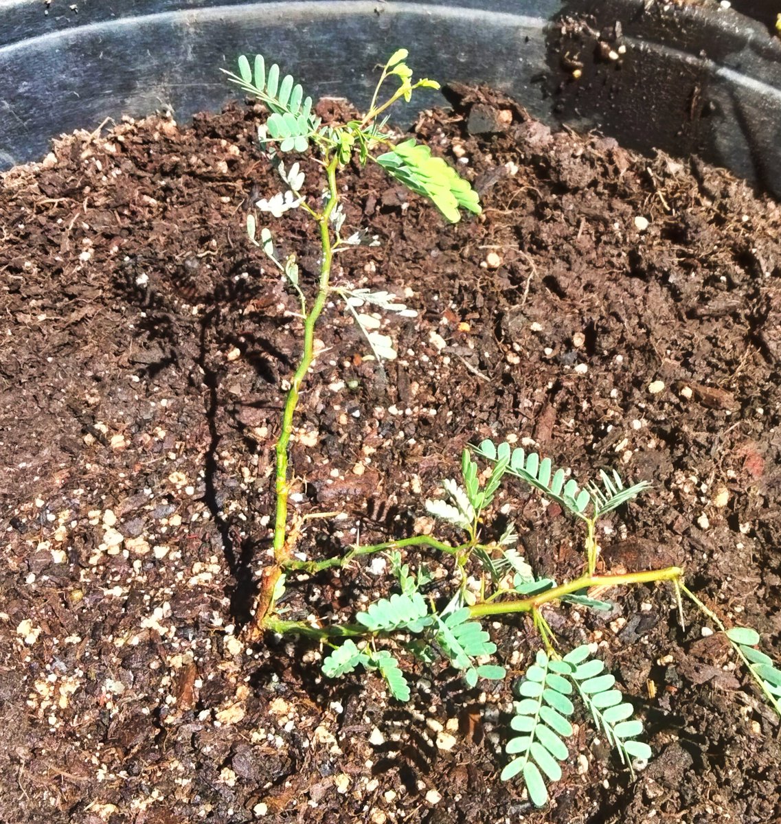 Tex Rambler tweet media