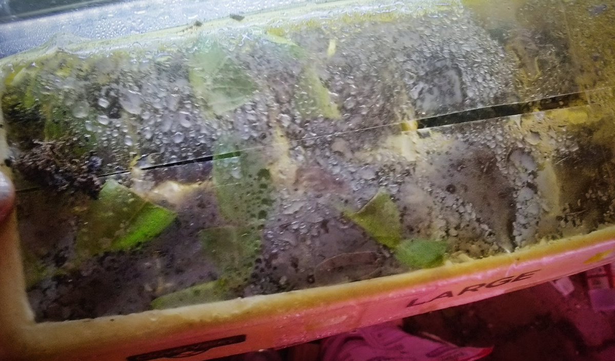 Tex Rambler tweet media