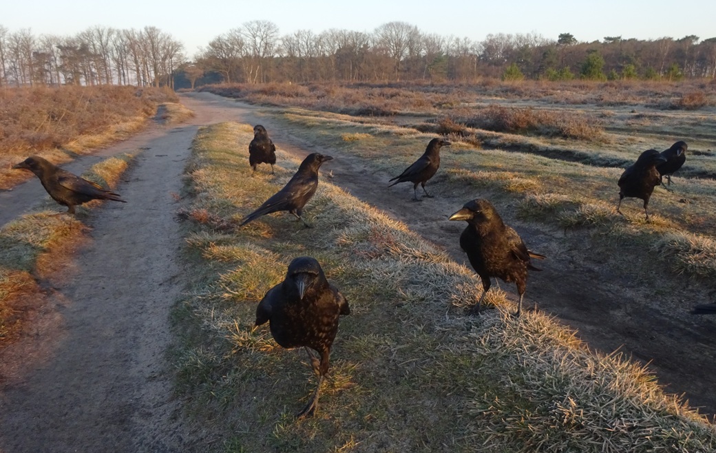 Flint T W I T T E R Crow tweet media