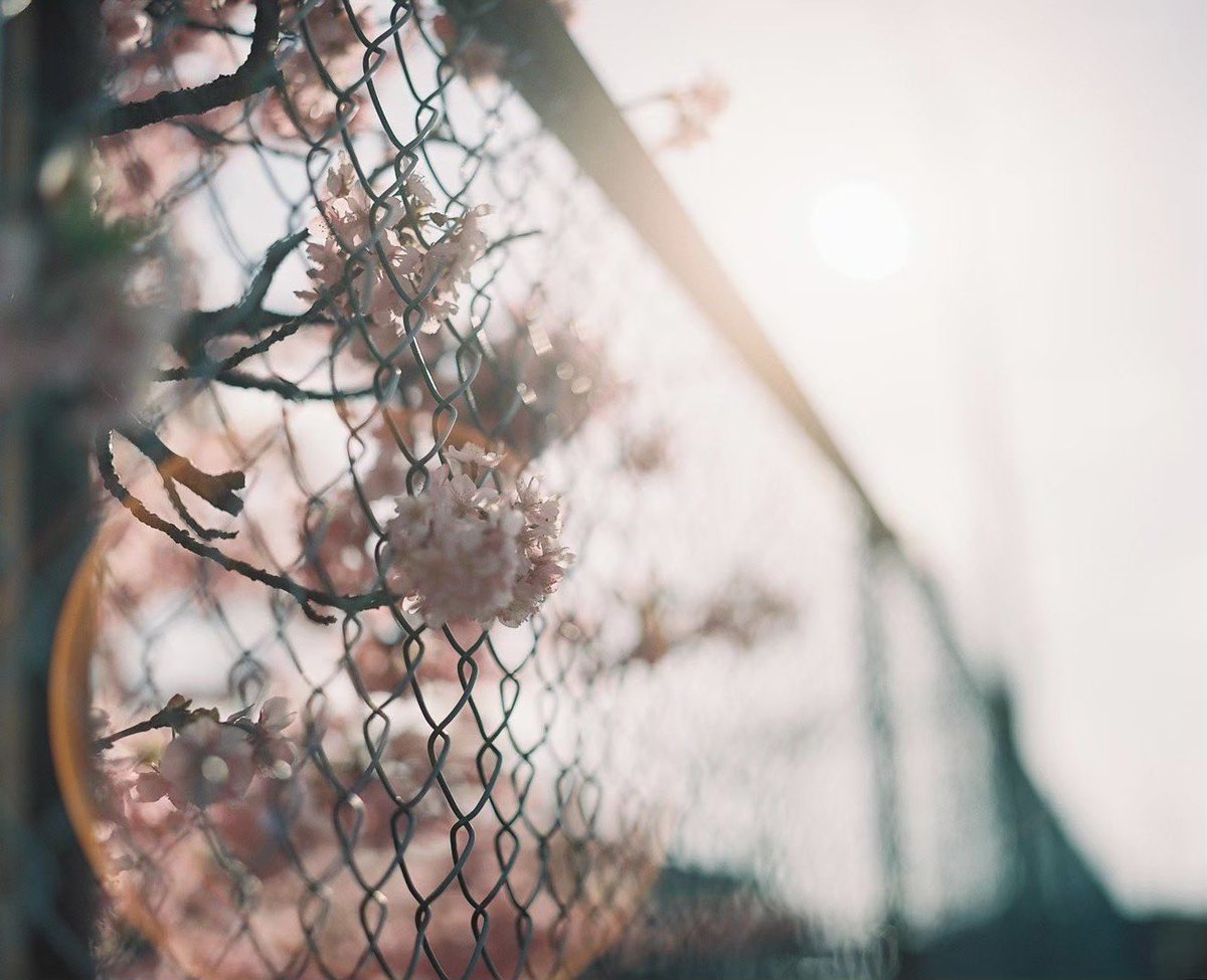 OtLr7wkAgtY6pQ0's tweet photo. 春はもうすぐ!今年は平日動けるから、桜たくさん撮りたいな〜
#ファインダー越しの私の世界 #film #photography #写真好きな人と繋がりたい
#写真 #pro400h #pentax67 https://t.co/EynZoW8TKv