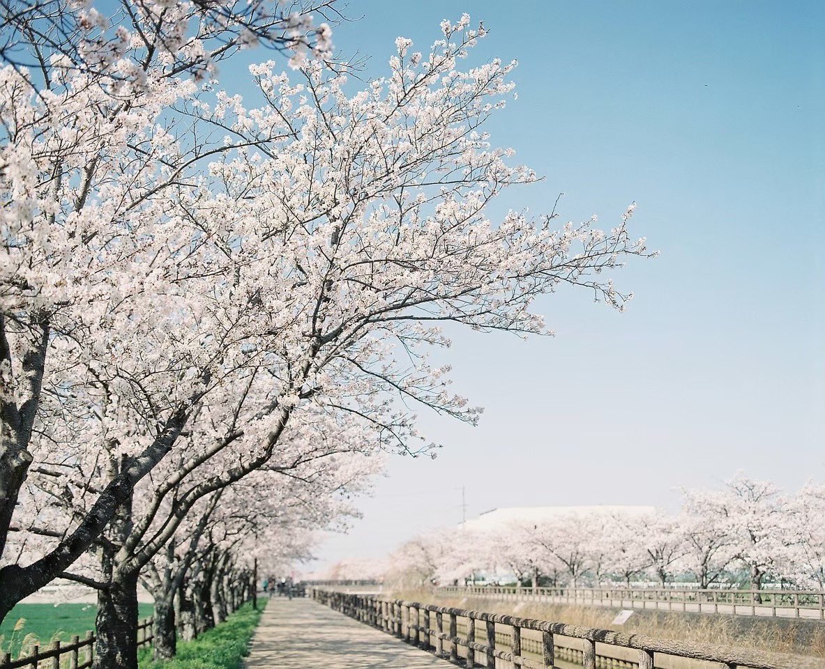 OtLr7wkAgtY6pQ0's tweet photo. 春はもうすぐ!今年は平日動けるから、桜たくさん撮りたいな〜
#ファインダー越しの私の世界 #film #photography #写真好きな人と繋がりたい
#写真 #pro400h #pentax67 https://t.co/EynZoW8TKv
