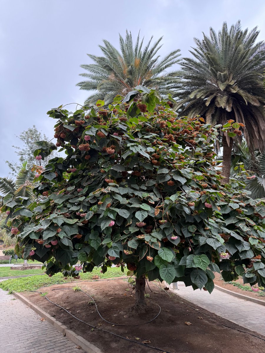 Peter Timmermans tweet media