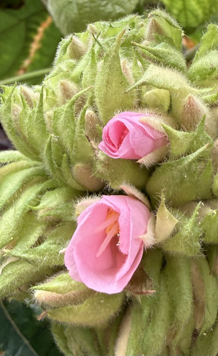 Peter Timmermans tweet media