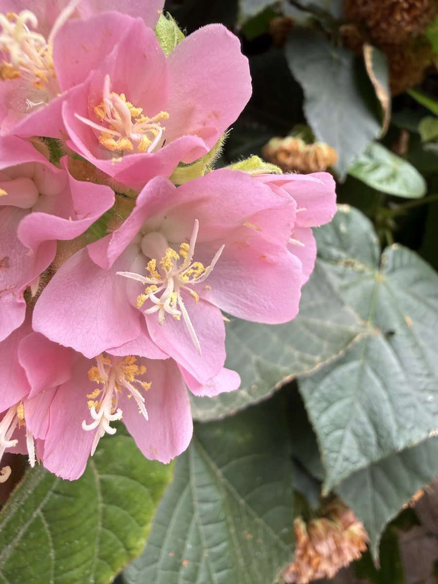 Peter Timmermans tweet media