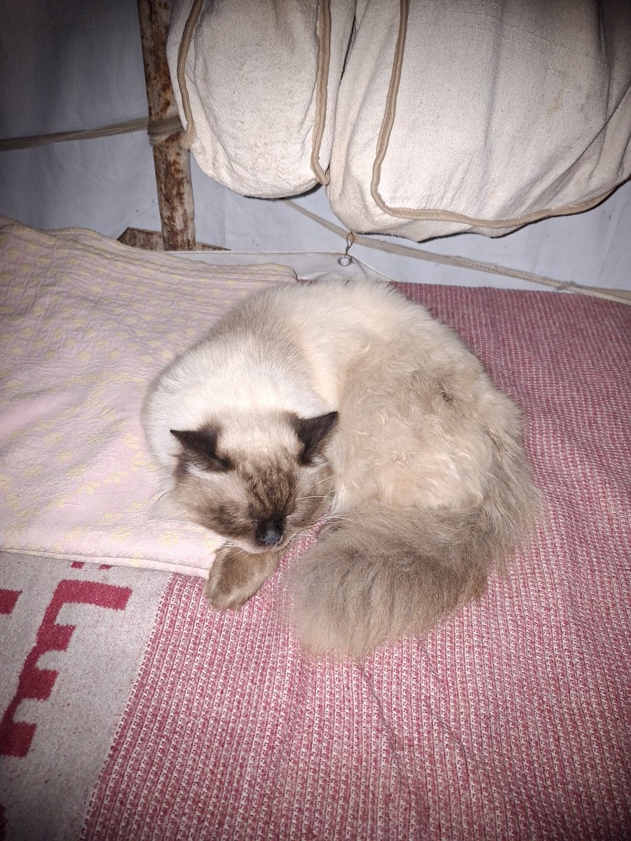 Mustafa𓂆 tweet media